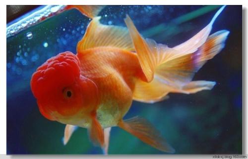 金魚係